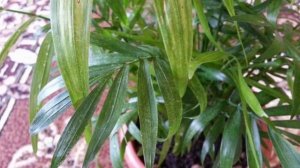 Хамедорея – проблемы выращивания. Болезни и вредители хамедореи.