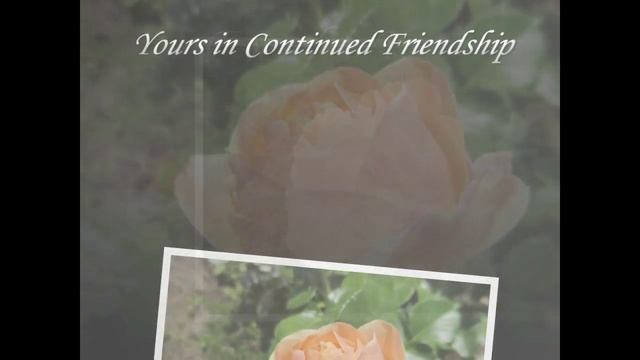 Розы в Сибири