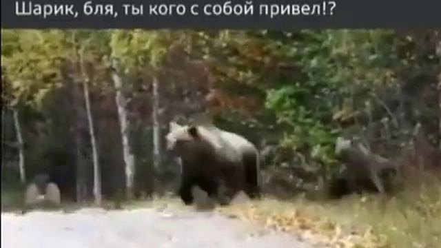 Собака привела с собой медведей смотреть онлайн