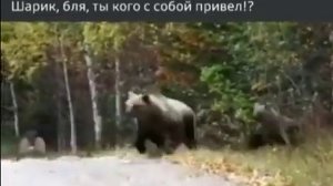 Собака привела с собой медведей