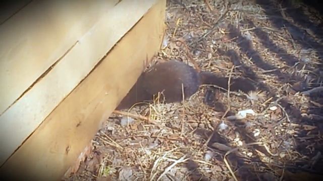 КУНИЦА В КУРЯТНИКЕ/КАК ИЗБАВИТЬСЯ ОТ КУНИЦЫ,ХОРЬКА В КУРЯТНИКЕ