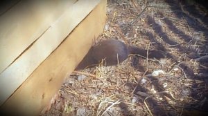 КУНИЦА В КУРЯТНИКЕ/КАК ИЗБАВИТЬСЯ ОТ КУНИЦЫ,ХОРЬКА В КУРЯТНИКЕ