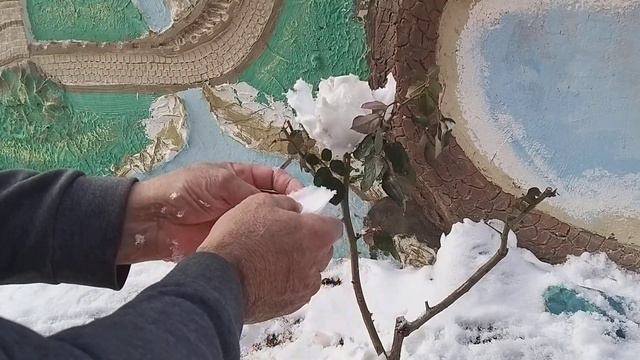Ну как вам с нежная роза. смотреть онлайн
