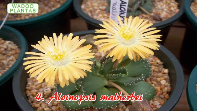 11 TIPOS DE ALOINOPSIS смотреть онлайн