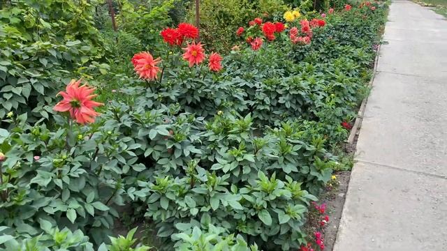 Золотые георгины. смотреть онлайн