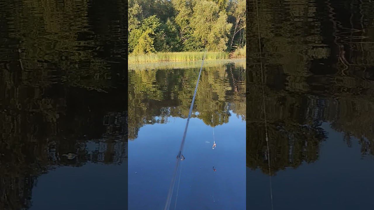 Приехали на рыбалку половить на спиннинг. #shortvideo #fishing #рыбалка #fishingvideo смотреть онлайн