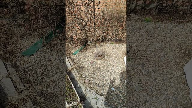 ? Друзья, про сад. Деревья на привое. Соседство с можжевельником. смотреть онлайн