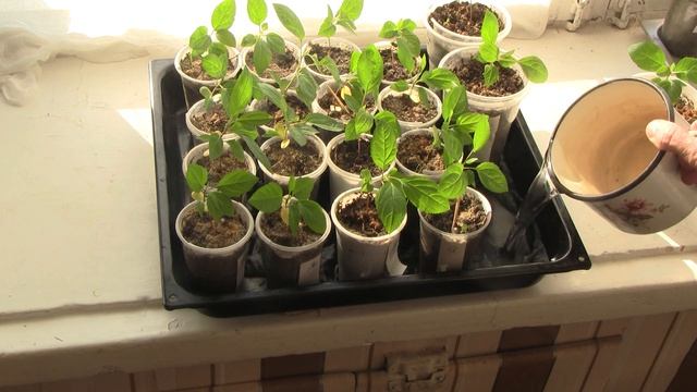 Необычный способ полива. Полив снизу.