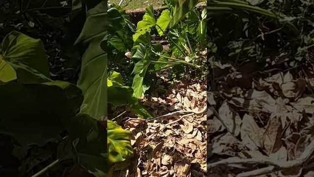 Тропические комнатные растения. смотреть онлайн