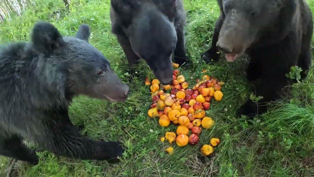 Очередной подарок от девчонок.@ashokleylandloversdost215 смотреть онлайн