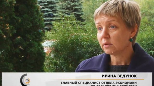 Биркование КРС