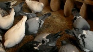 12.01.2019 года   Самые крупные  голуби по питомнику Александра  и Тамары  город Константиновка