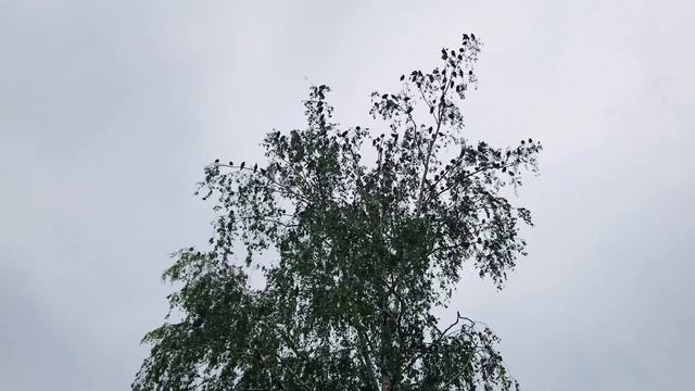 Шпаки відлітають. Відео з двору прабабусі. Село Щербанівка, Обухівщина. смотреть онлайн