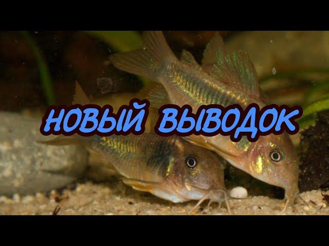 ВЫВОДОК КОРИДОРАСОВ смотреть онлайн