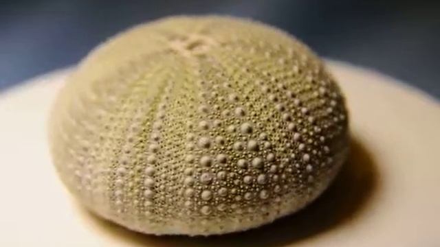 © Морской ёж (Strongylocentrotus droebachiensis) смотреть онлайн