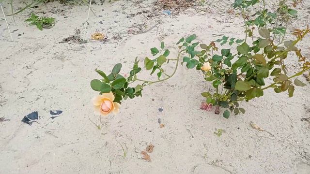 Masora rose смотреть онлайн