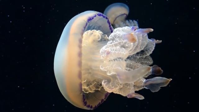 Возможности камеры IPhone 5s