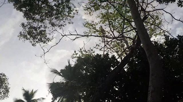 Шри-Ланка. Обезьяны.