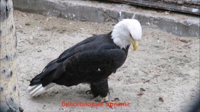 Белоголовые орланы, кондор, степной орёл 30.05.2022 смотреть онлайн