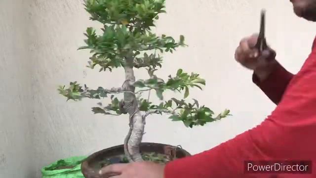 S-No. 82 (Bonsai Pruning/Wiring/Repotting) (Ficus Microcarpa/Tiger Bark Ficus) смотреть онлайн
