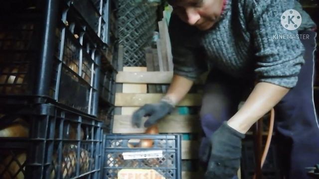 Пришло время садить озимый чеснок. Минимум потерь урожая лука. смотреть онлайн