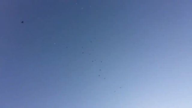 МАССОВАЯ ТРЕНИРОВКА ГОЛУБЕЙ "" 5.11.2020.г. смотреть онлайн