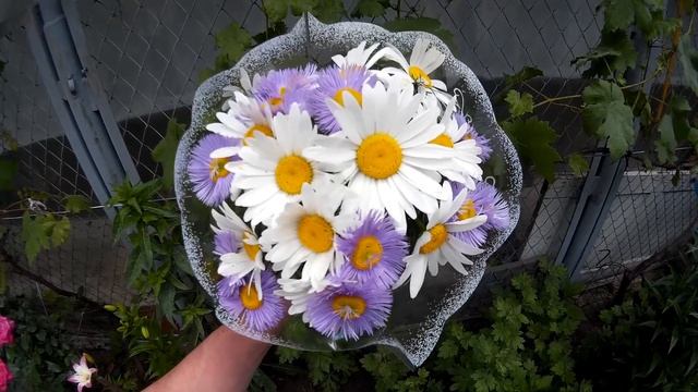 Букет из ромашек и альпийской астры смотреть онлайн