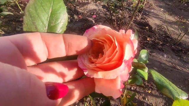 Японская роза Мияби Ча , цветение 31 октября ??? смотреть онлайн