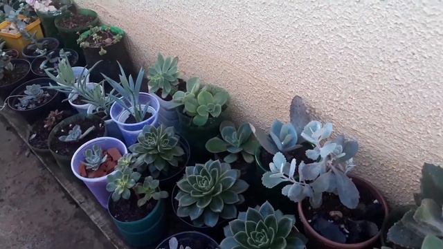 Cuidar de plantas me ajudou tratar depressão #doando mudinhas de Suculentas смотреть онлайн