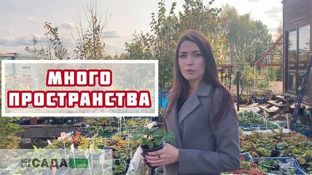 Клубника Кармен характеристика и описание сорта смотреть онлайн