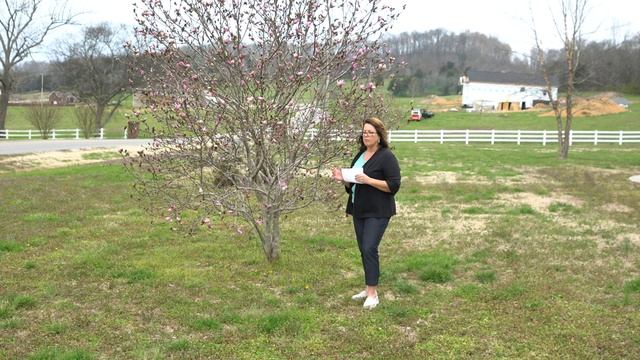 Magnolia Tulip Tree смотреть онлайн