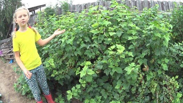 Смородина в Якутске у Кати на даче. (т. +7-903--936-4262 whatsap) смотреть онлайн