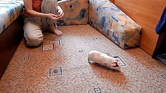 Семен - дрессированный морской поросенок. часть 3 смотреть онлайн
