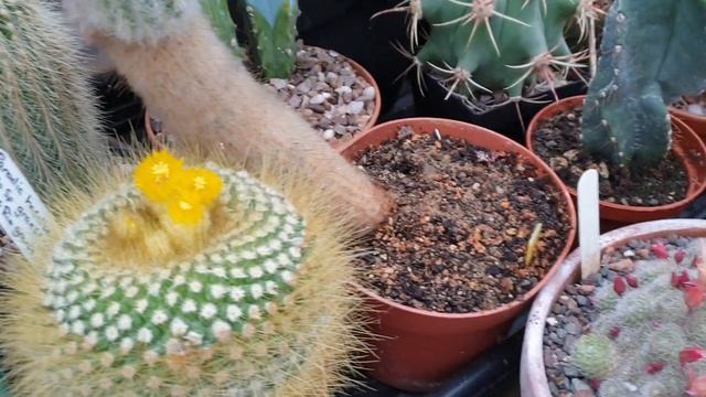 Rebutia and other cacti flowering this time of year in my greenhouse. смотреть онлайн