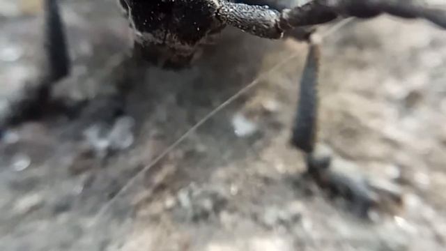 Жук "Семечка" (Корнеед шелковистый похожий на семечку, жук-усач видео) смотреть онлайн