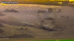 Кангал против Волка, Реальная битва - волк против волкодава (2021)