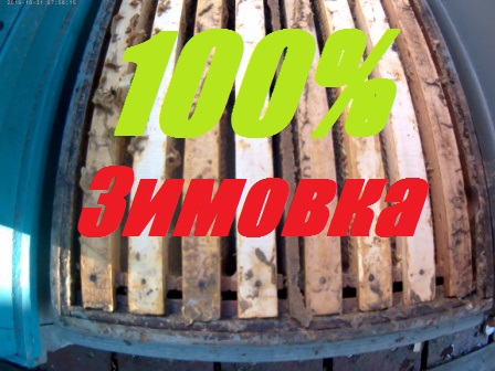 100% зимовка 3-4 рамочных пчелосемей,отводков.Холстик - пленка_Пчеловодство начинающим. смотреть онлайн