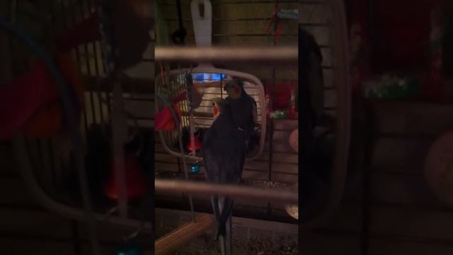 Мой умный Попугай Феня смотреть онлайн