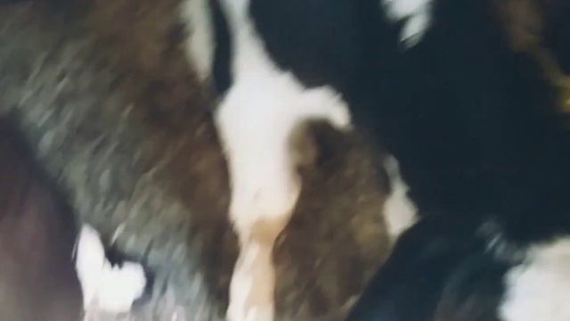 КАК ВЫКОРМИТЬ ДВУХНЕДЕЛЬНЫХ БЫЧКОВ БЕЗ МОЛОКА смотреть онлайн