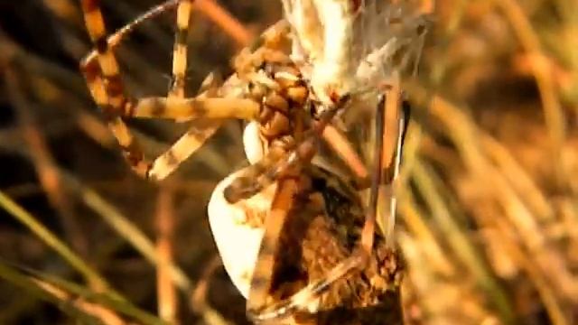 Как проходит Охота Паука на Кузнечика смотреть онлайн