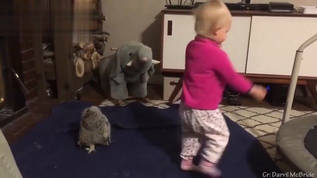 Милая сова круглая голова, забавные совы очень смешные смотреть онлайн