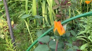 Цветение розы Амбер Куин (Amber Queen)