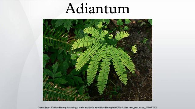 Adiantum смотреть онлайн
