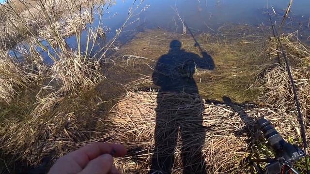 ЗАЛЕЗ в ДЕБРИ за КРУПНЫМИ КАРАСЯМИ! Закинул ПОПЛАВОК в КАМЫШИ и ПОПЕР КЛЕВ! смотреть онлайн