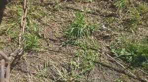 Сеем клевер на поле.