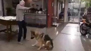 Как укротить немецкую овчарку?...