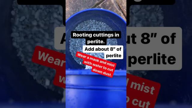 How to Gang Root Plumeria Cuttings in Perlite. смотреть онлайн