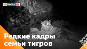 В Приморье целая семья тигров попала в фотоловушку