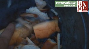 ТОЛЬКО ТАК правильно готовить хлебное удобрение. Тогда от него будет максимальная польза.