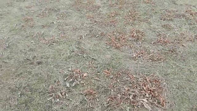 Зимнее кормление овец на поле.| Мясная порода овец смотреть онлайн